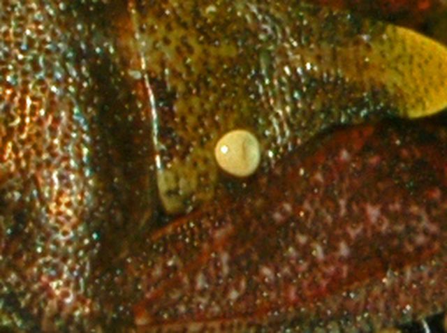 Un pentatomide ed un uovo: Dolycoris parassitizzato